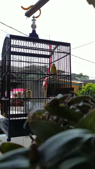 Pancingan mozambik biar gacor