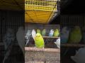 "Dazzling Plumage: Unveiling the Most Stunning Parrots You've Ever Seen! 🦜✨ #ParrotMagic #Shorts"