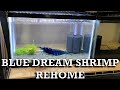 Blue Dream Shrimp Rehome