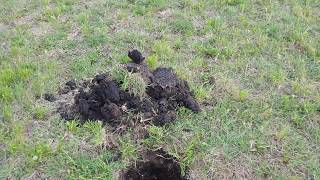 Planting Some Texas Live Oak Trees Part 1