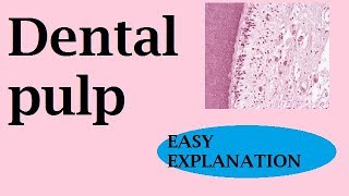 Dental Pulp