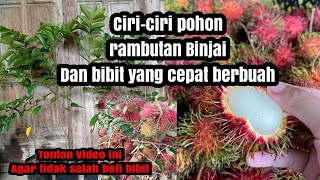 Download Lagu Ciri-ciri Pohon Rambutan Binjai Dan Cara Memilih Bibit Yang Bagus MP3