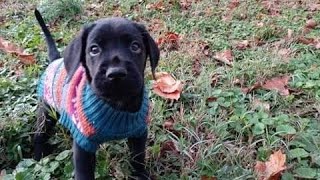New Goldador puppy! First day home. black labrador Golden Retriever mix  😃 💘