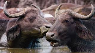 The Buffalo Life in African | Wild Animal Life by Wildlife Secrets 471 views 2 months ago 2 minutes, 1 second