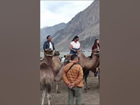 Double humped Camel found only in Leh Laddakh In India - YouTube