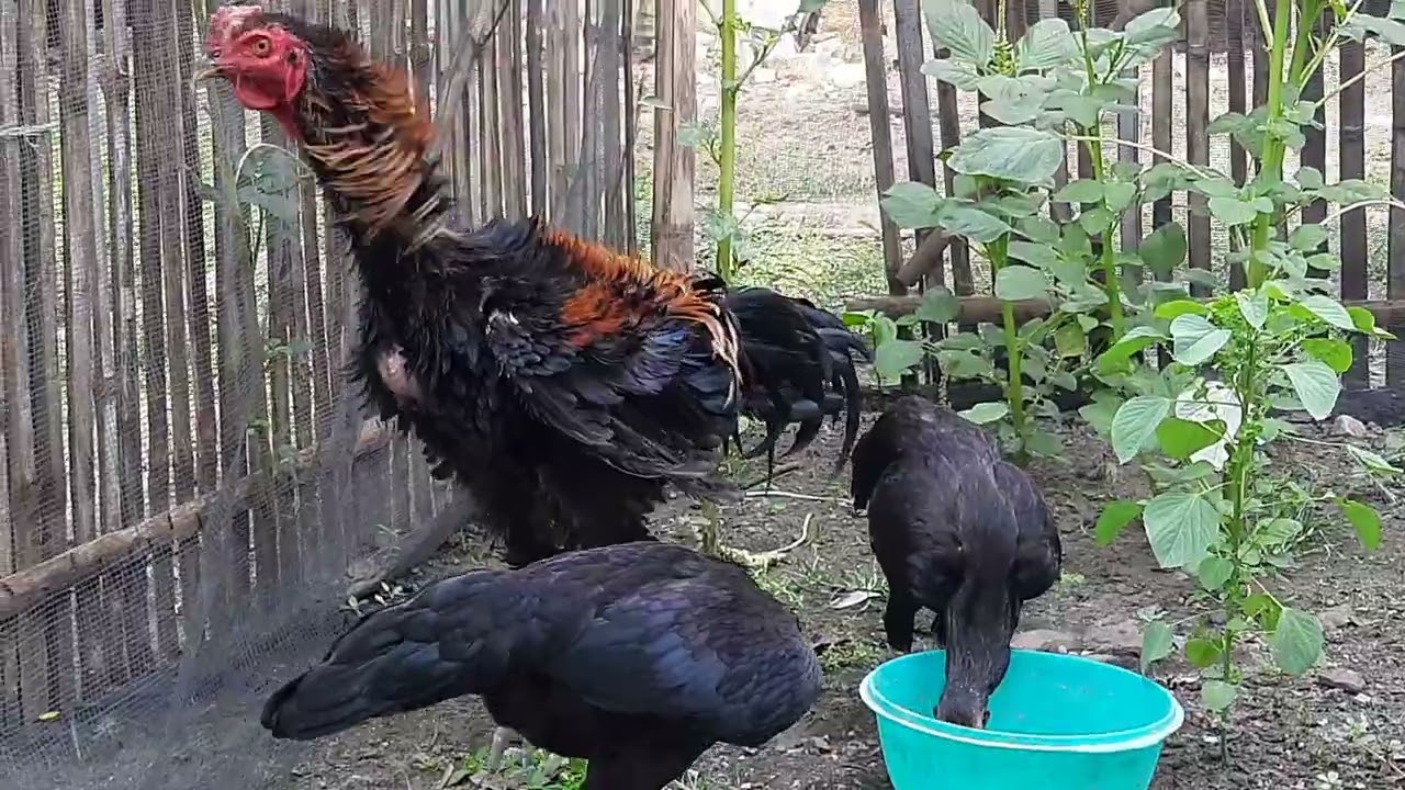 Chicken With Funny Hair