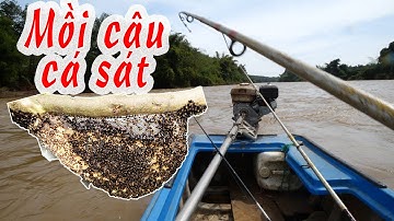 Bắt tổ ong ven sông lấy mồi câu cá sát  ✅