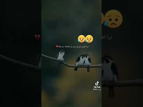 تره الغيره توجع حتى لو العلاقه صداقه حلات وتس اب