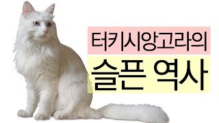 [고양이 소개] 터키시앙고라는 고양이중 가장 영리하다?