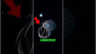 The Most Dangerous Animal On The Planet #animals #dangerous #nature #wildlife