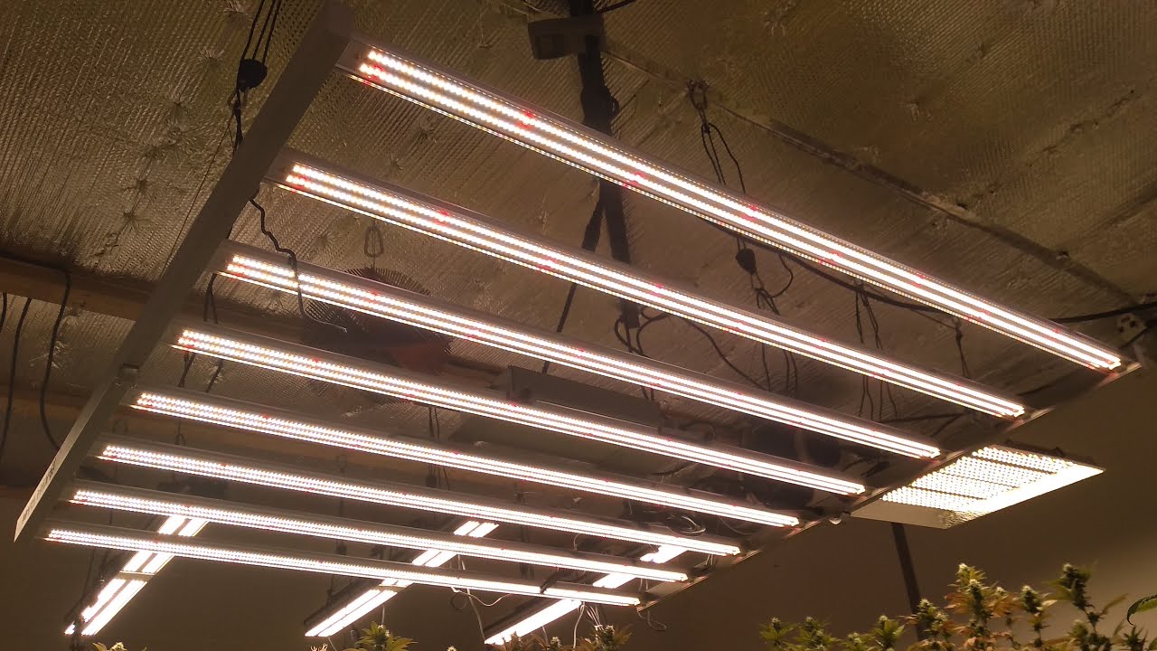 Mars Hydro Fc6500 Led Grow Light Full Spectrum Samsung And Osram Diodes 650 Watts 6x6 Mars Hydro Cup Youtube
