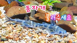 [영상수족관23] 빠가사리(동자개), 민물매운탕집 메뉴? | Ussurian Bullhead