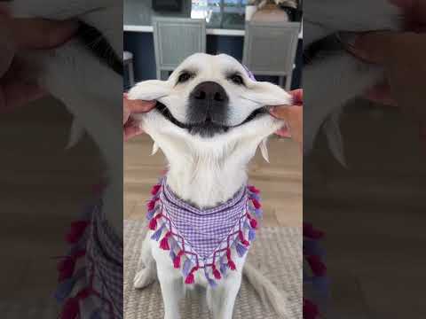 Video: 37 GIF psů, díky nimž lidé vypadají smutně