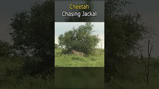 Cheetah Chasing Jackal