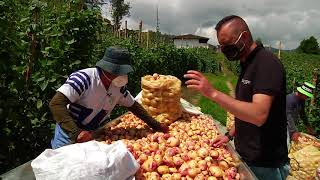 Cómo cultivar papa nevada  parte 2. Desafío Agropecuario