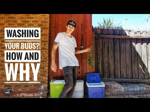 Washing your Buds?! - How and why you would bud wash.