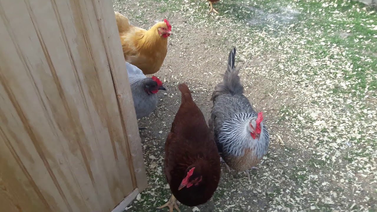 Low profile chicken coop YouTube