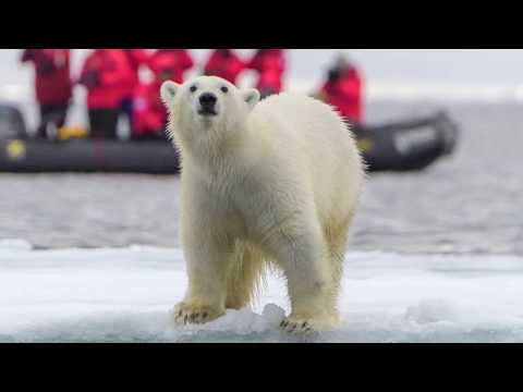 Арктика, Земля Франца-Иосифа. Белые медведи