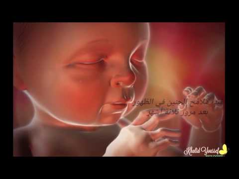 نمو الجنين وتطوره Fetal development