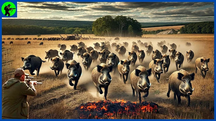 How Do Hunters And Canadian Farmers Deal With Millions Of Wild Boar That Destroy Ecosystems By Trap