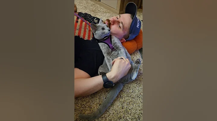 Video 11697271: catlovers kitten cats catlife