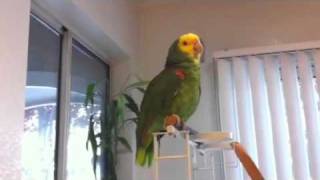 Poncho's Impression of a Human Conversation