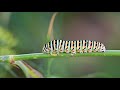 MACROVIDEO: Papilio machaon caterpillar feeding
