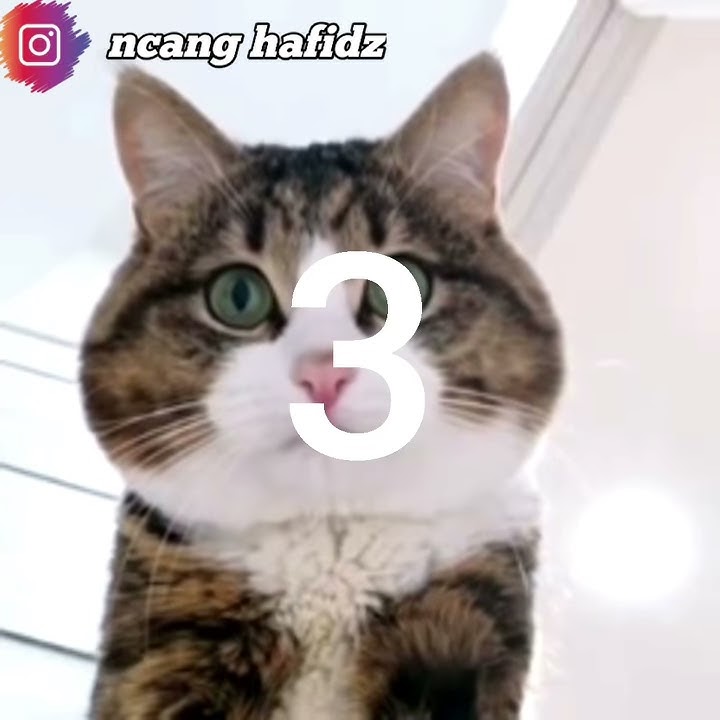 KUCING LUCU VERSI TIK TOK!! LAGU BAGAIKAN LANGIT🤣