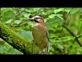 Eurasian jay bird in summer