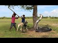 Dogs protecting owners and property from snakes!!!