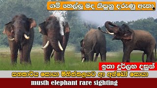 musth elephant's very rare sightings  මද කිපුණු අ‍ග්‍බෝගේ නොදුටු දසුන්