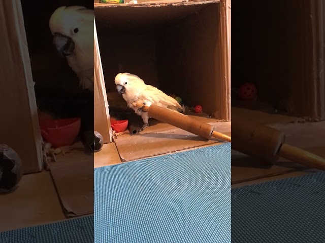 Cockatoo chuckles with pride at his ingenuity class=