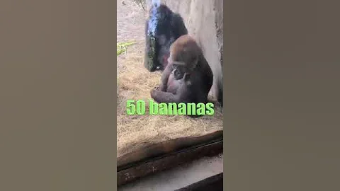 Gorilla vs Snake #Shorts #shorts