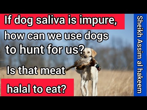 ვიდეო: შეიძლება თუ არა ძაღლებს მალანგის ჭამა?