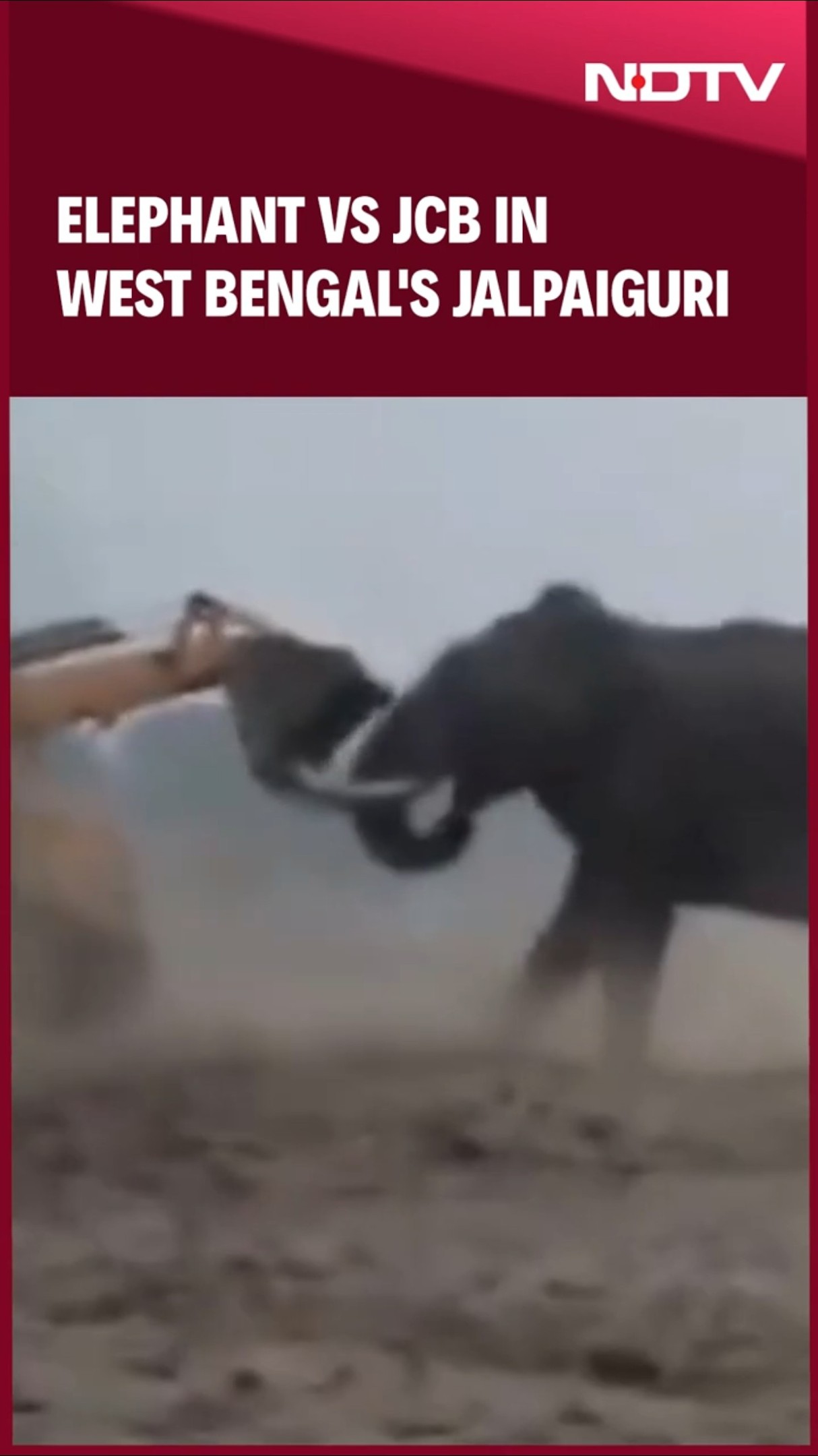 Elephant Vs JCB In West Bengal's Jalpaiguri | Viral Video