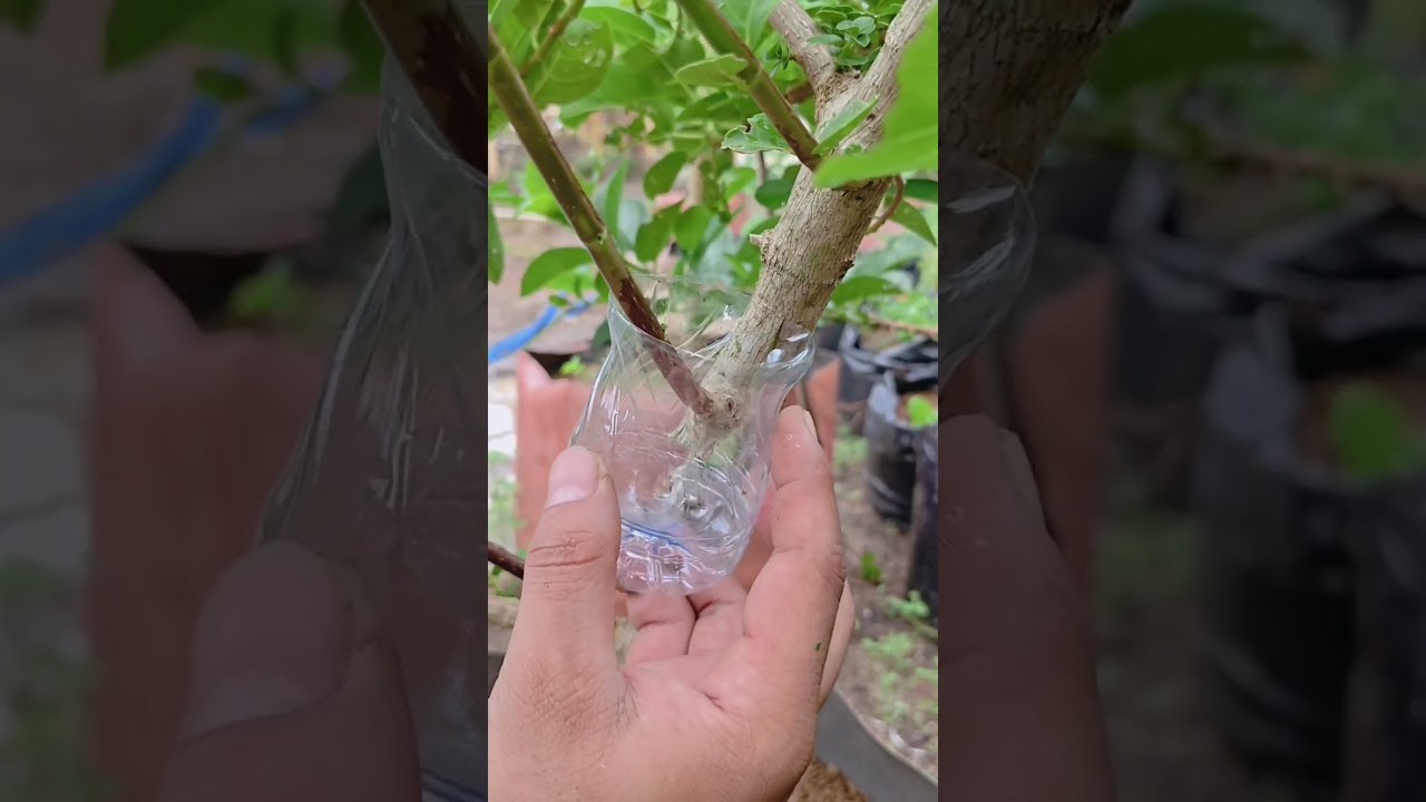 Multiply plants using used bottles and water 🌳 #shorts #youtubeshorts  #grafting #gardening #nature