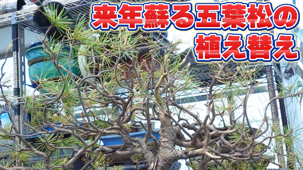来期に蘇る五葉松の植え替え - YouTube