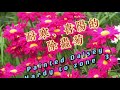 多年生、靓丽、耐寒、喜阳的除虫菊Painted Daisy/Tanacetum Coccineum (Hardy to Zone 3-7)