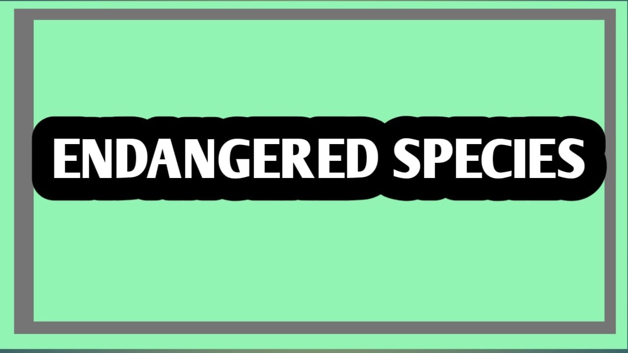 Endangered Species Quiz learn, play, and protect nature.