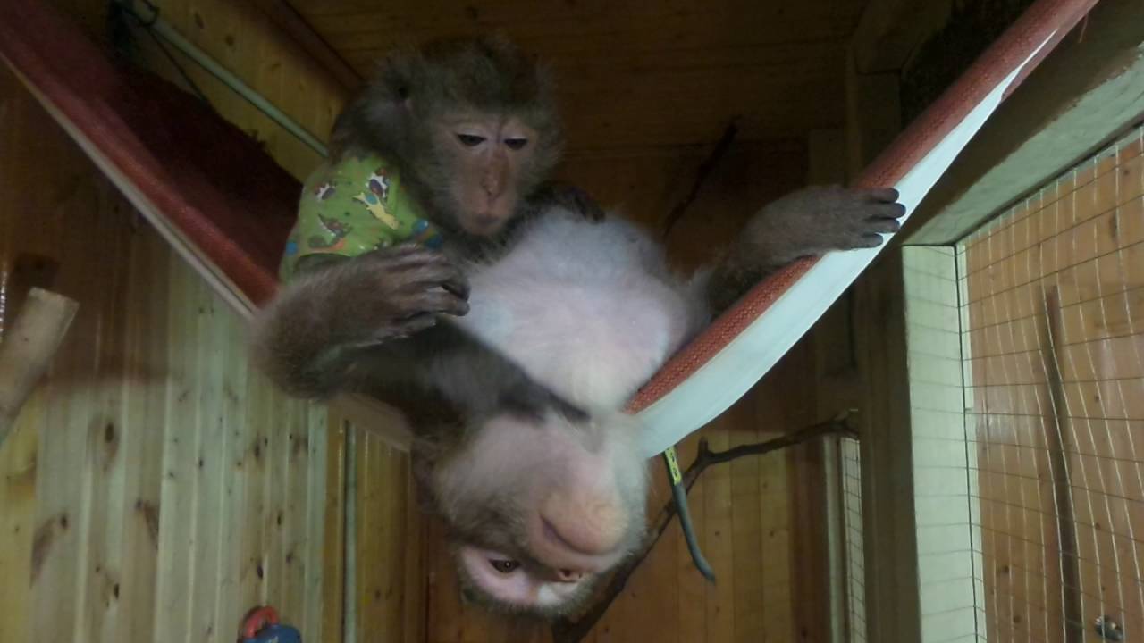 послеобеденный отдых... - YouTube