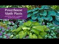 Powerhouse shade plants for the garden  garden gate seminar series