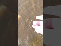 Так в Вятке гуляют ракушки