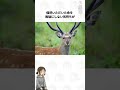 轢いた鹿の鹿刺しをそのままでメニューにしている店