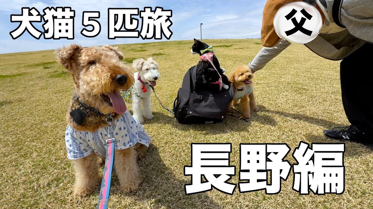 急遽予定変更で長野旅は善光寺のみ！突然地震も発生でびっくり［犬猫５匹旅３］善光寺・タングラム斑尾
