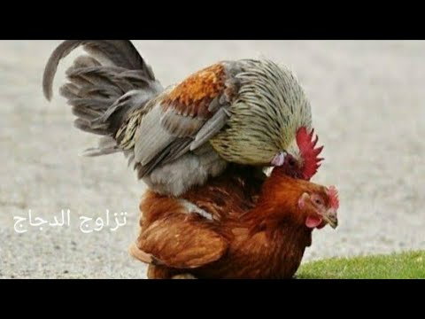 حمار عالم في جميع أنحاء العالم  هكذا يتزوج الديك مع الدجاجة - YouTube
