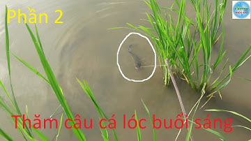 624 | Cắm câu đêm cá lóc nướng tại đồng P2 | Fishing