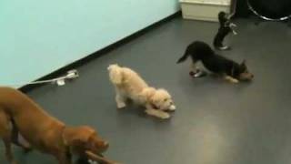Cupid Shuffle for the Dogs