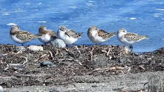 Western sandpipers arrive on our shores to rest and feed