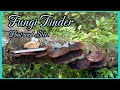 Harvesting Tinder Fungus