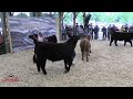Beef Show - 4H 8-6-2022